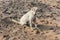 Indian street dogs playing and feed in the sea shore at In sunny Midday at  Bimli Beach, Visakhapatnam, India.Ã‚Ã‚Ã‚Ã‚Â 